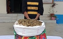 गाँजा सहित लामा पक्राउ